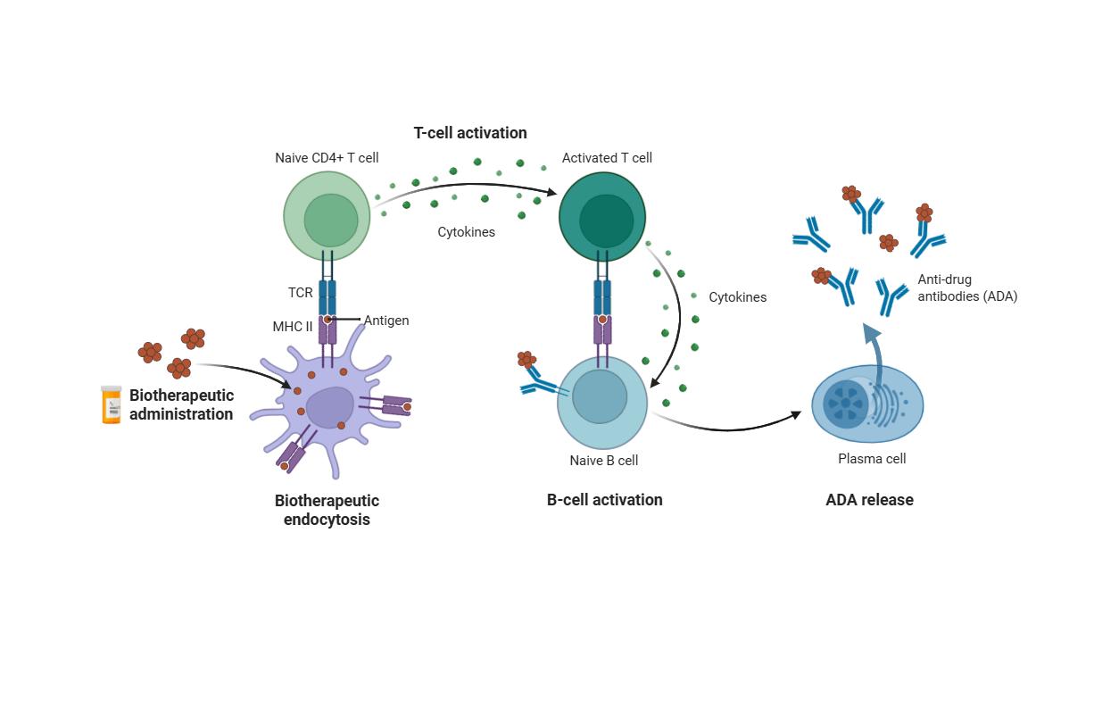 Antibody Generation Process