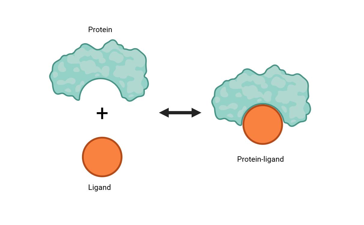 结合亲和力评估展示