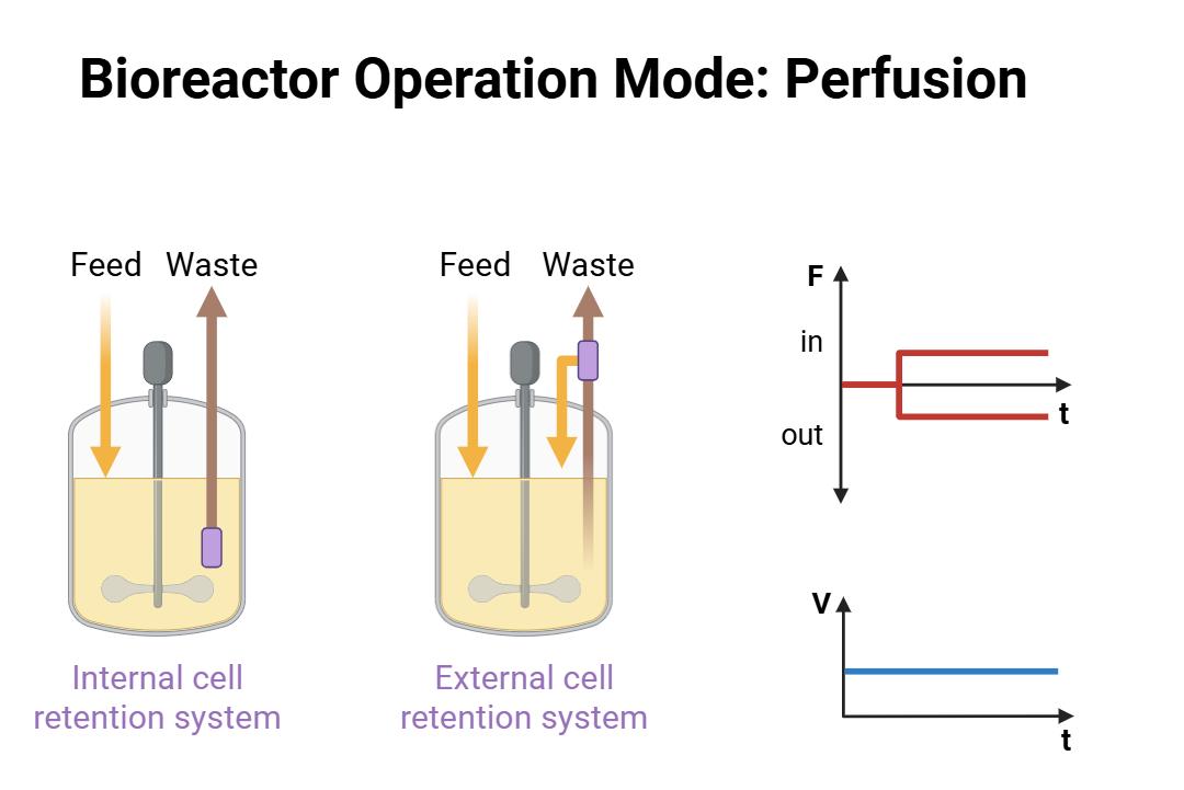 Culture Process Optimization