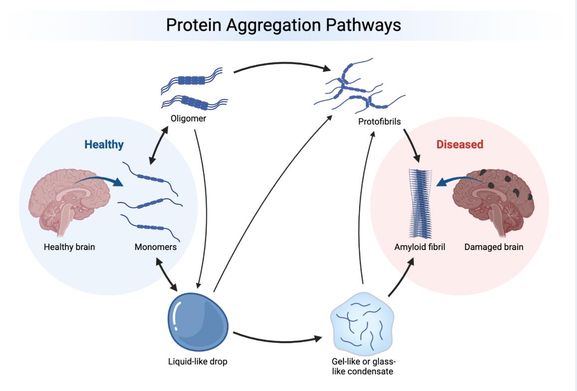聚集机理研究展示