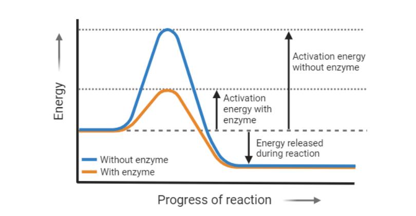 Catalytic Activity Enhancement